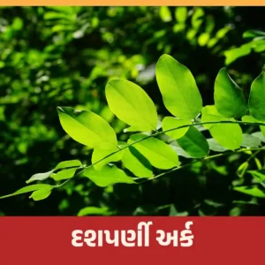Read more about the article દશપર્ણી અર્ક | પ્રાકૃતિક ખેતીમાં સૌથી શક્તિશાળી જંતુ નિયંત્રક કેવી રીતે બનાવવું તે જાણો.