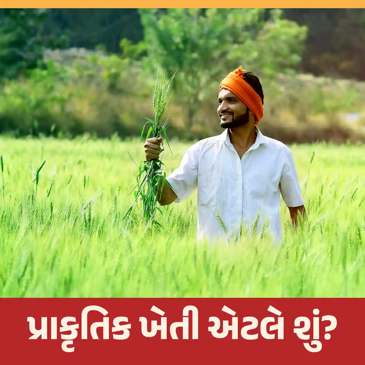 Read more about the article પ્રાકૃતિક ખેતી | ગાય આધારિત પ્રાકૃતિક ખેતીના સિદ્ધાંતો