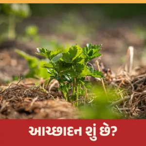 Read more about the article આચ્છાદન શું છે? અને પ્રાકૃતિક ખેતીમાં આચ્છાદન શા માટે જરૂરી છે?