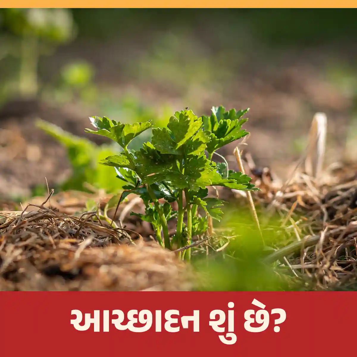 Read more about the article આચ્છાદન શું છે? અને પ્રાકૃતિક ખેતીમાં આચ્છાદન શા માટે જરૂરી છે?