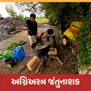 Read more about the article અગ્નિઅસ્ત્ર જંતુનાશક બનાવવાની રીત અને ઉપયોગની પદ્ધતિ જાણો.