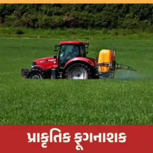 Read more about the article પ્રાકૃતિક ખેતી પદ્ધતિમાં ફૂગનાશક કેવી રીતે તૈયાર કરવામાં આવે છે? ફૂગનાશકનો ઉપયોગ કેવી રીતે કરવો તે જાણો.