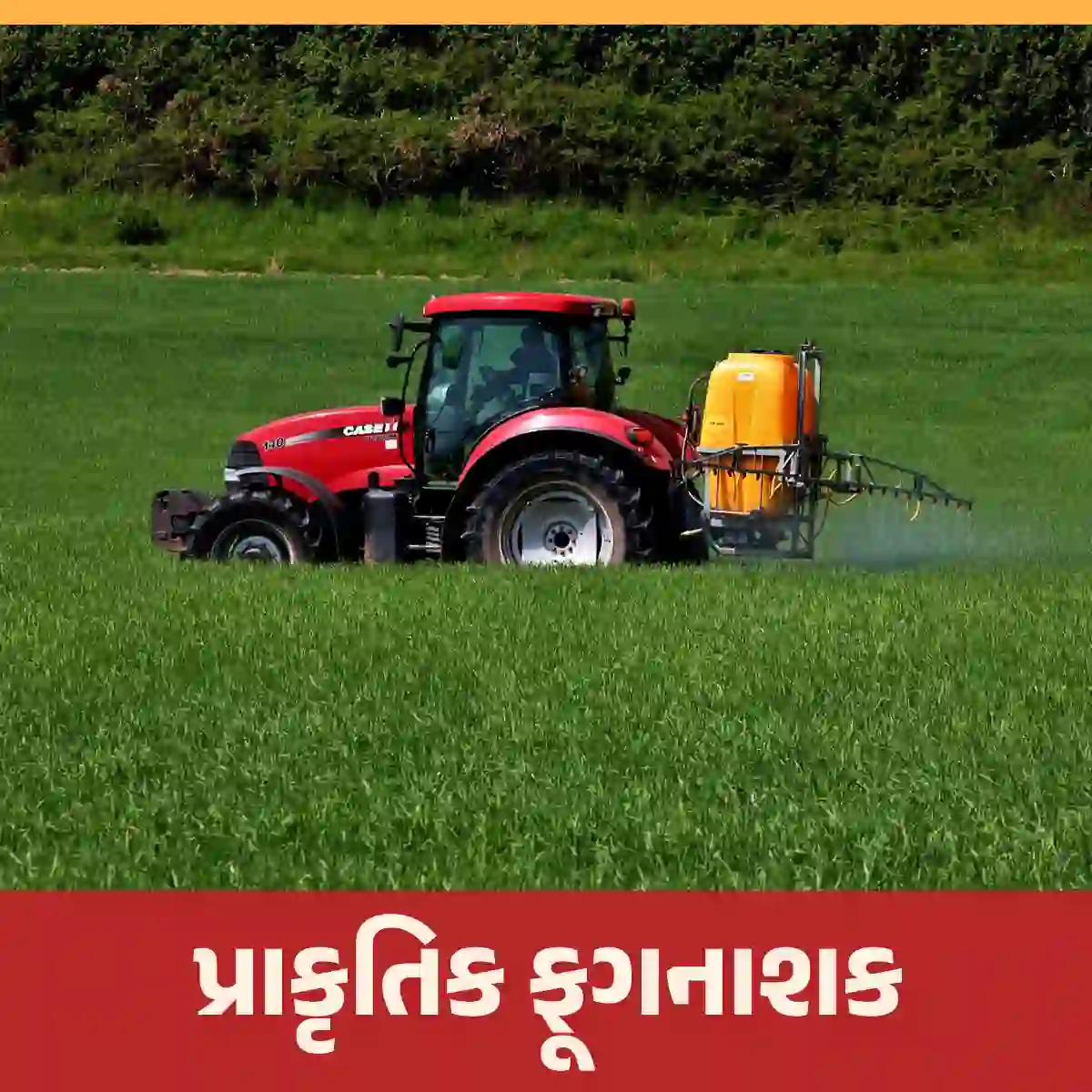 Read more about the article પ્રાકૃતિક ખેતી પદ્ધતિમાં ફૂગનાશક કેવી રીતે તૈયાર કરવામાં આવે છે? ફૂગનાશકનો ઉપયોગ કેવી રીતે કરવો તે જાણો.