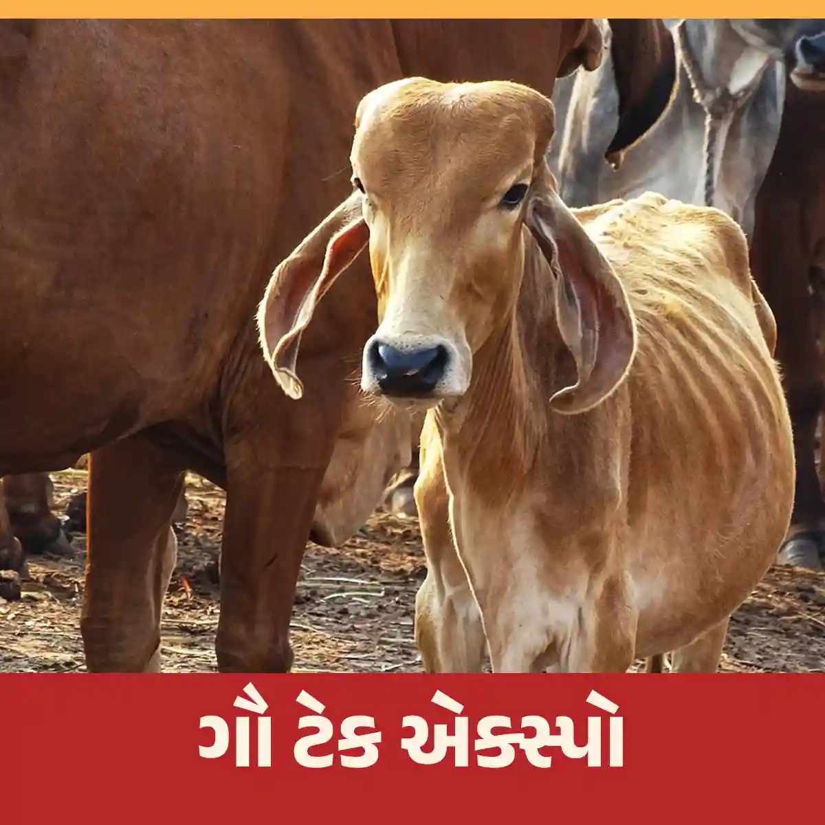 Read more about the article Gau Tech 2023 આવી રહ્યો છે ગાય આધારિત વ્યવસાય અને ટેકનોલોજી માટેનો સૌથી મોટો એક્સપો રાજકોટ શહેરમાં
