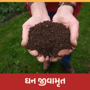 Read more about the article ઘન જીવામૃત કેવી રીતે બનાવવું અને પ્રાકૃતિક ખેતીમાં ઘન જીવામૃતનું શું મહત્વ છે?