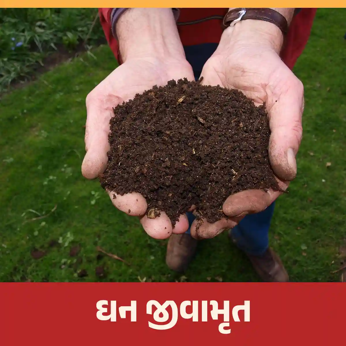 Read more about the article ઘન જીવામૃત કેવી રીતે બનાવવું અને પ્રાકૃતિક ખેતીમાં ઘન જીવામૃતનું શું મહત્વ છે?