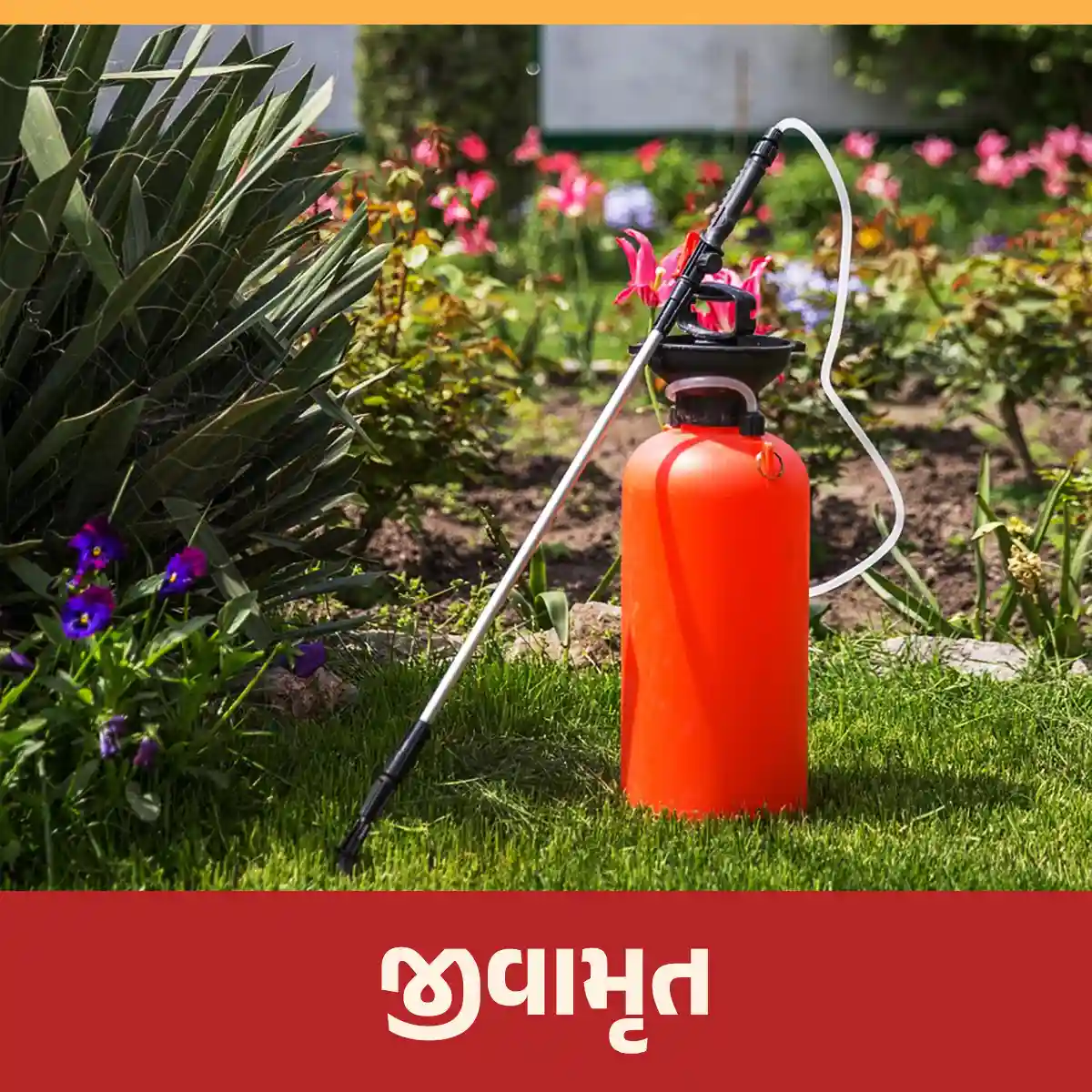 Read more about the article જીવામૃત કેવી રીતે બનાવવું, તેનો ક્યાં ઉપયોગ કરી શકાય અને તેના ફાયદા શું છે?