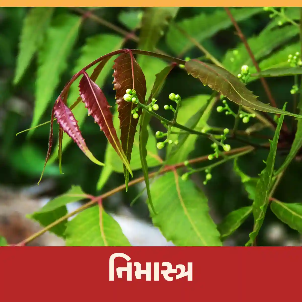 Read more about the article પ્રાકૃતિક જંતુનાશક ઘરે કેવી રીતે બનાવવું? અને નિમાસ્ત્રનો ઉપયોગ કેવી રીતે કરવો?