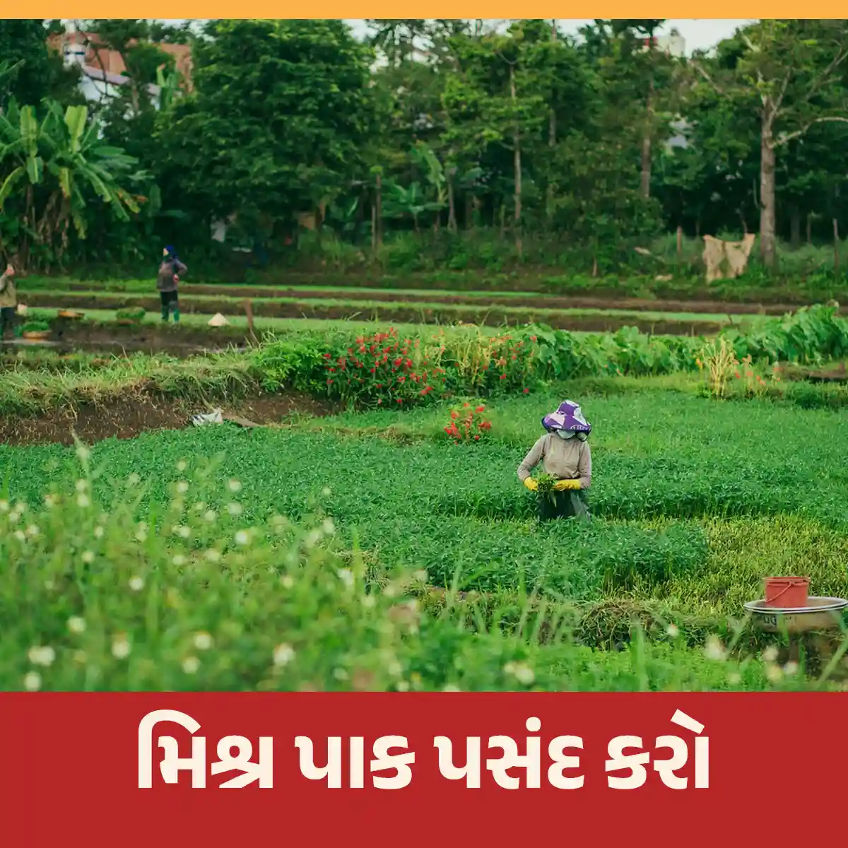 Read more about the article પ્રાકૃતિક ખેતી પદ્ધતિમાં મિશ્ર પાક કેવી રીતે પસંદ કરવો?