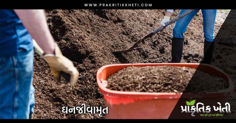 ઘન જીવામૃત કેવી રીતે બનાવવું