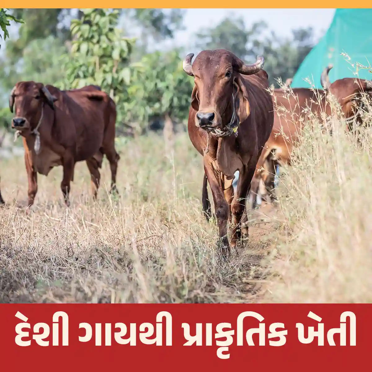 દેશી ગાયથી પ્રાકૃતિક ખેતી