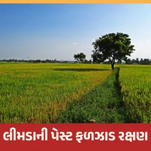 લીમડાની પેસ્ટ ફળઝાડ રક્ષણ