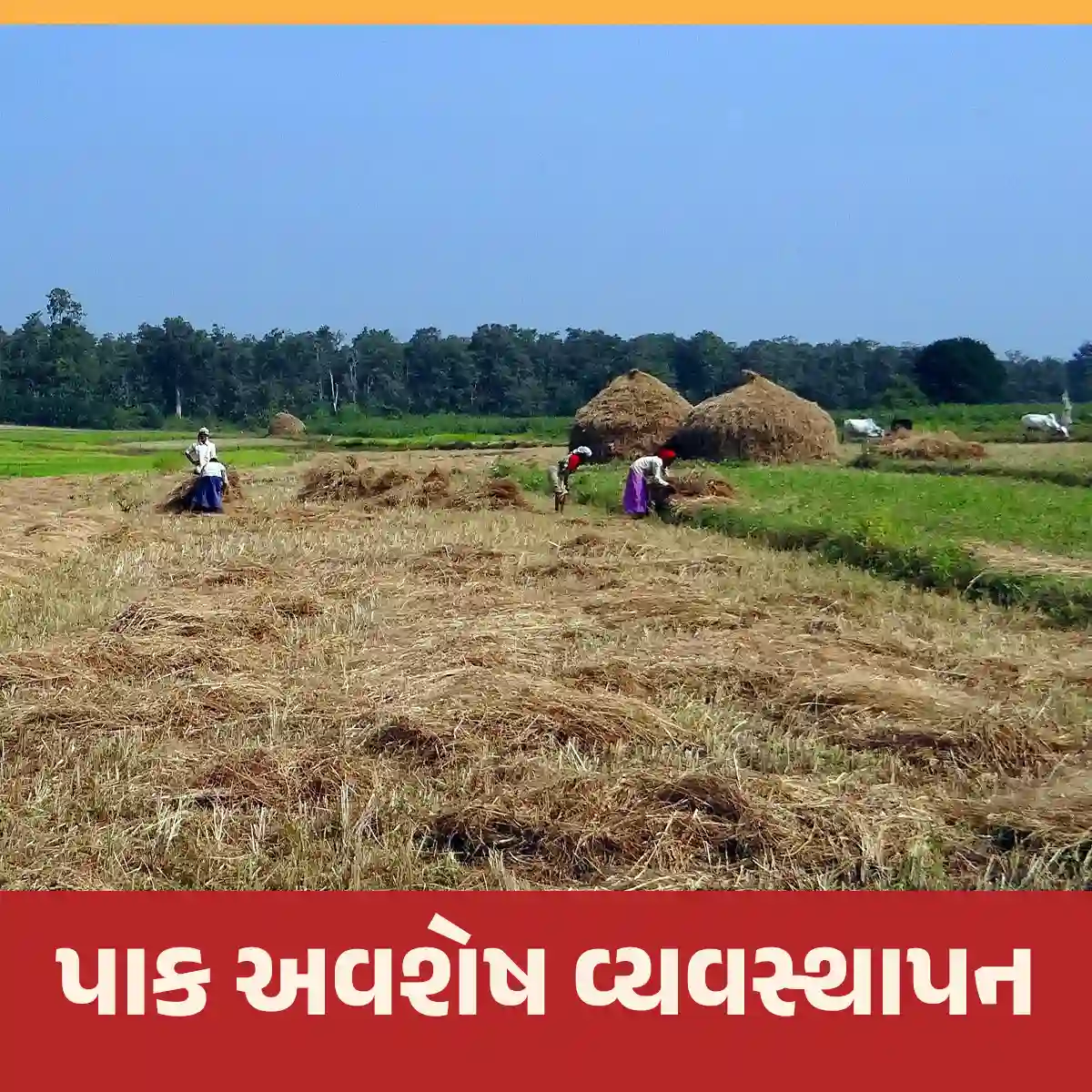 પાક અવશેષ વ્યવસ્થાપન