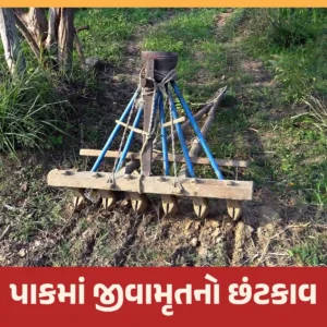 પાકમાં જીવામૃતનો છંટકાવ