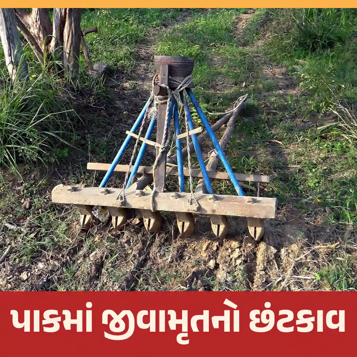 પાકમાં જીવામૃતનો છંટકાવ