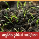 પ્રાકૃતિક કૃષિમાં નાઈટ્રોજન ફોસ્ફરસ પોટાશ: ૭ કુદરતી પોષણ રહસ્યો