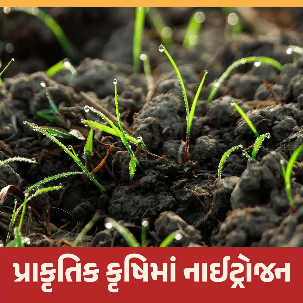 પ્રાકૃતિક કૃષિમાં નાઈટ્રોજન ફોસ્ફરસ પોટાશ